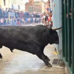 Cogida de un toro en Moncofa