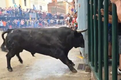 Cogida de un toro en Moncofa