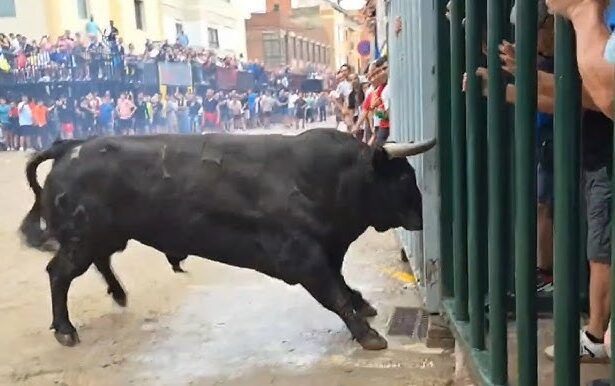 Cogida de un toro en Moncofa