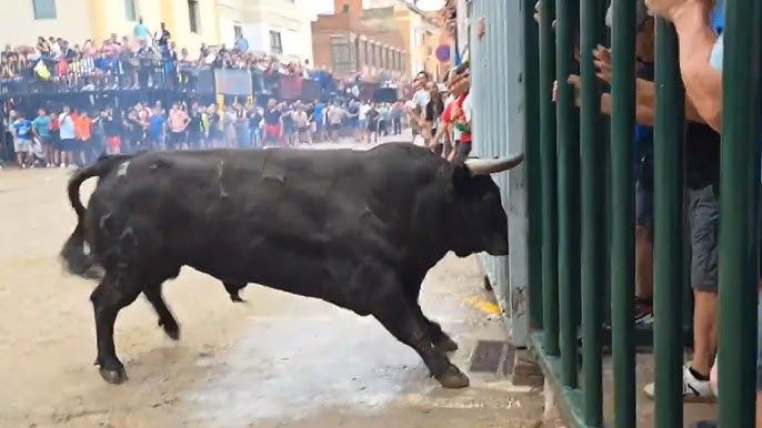 Cogida de un toro en Moncofa