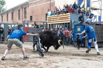 Programación actos Taurinos fiestas Vila-real