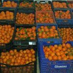 Robo de naranjas en Nules