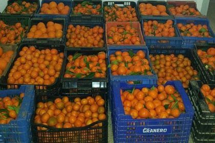 Robo de naranjas en Nules